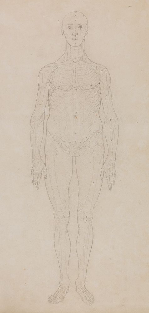 Study of the Human Figure, Anterior View (Probably related to Table XI) by George Stubbs