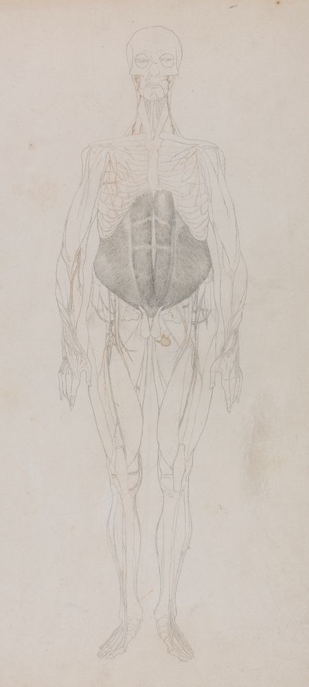 Human Figure, Anterior View (Largely in outline) by George Stubbs