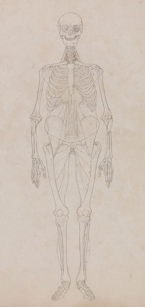 Human Figure, Anterior View (Outline figure) by George Stubbs