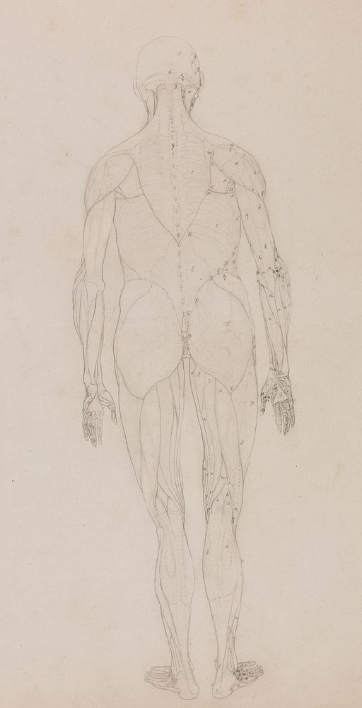 Human Figure, Posterior View (Outline drawing for key figure to Table XII) by George Stubbs