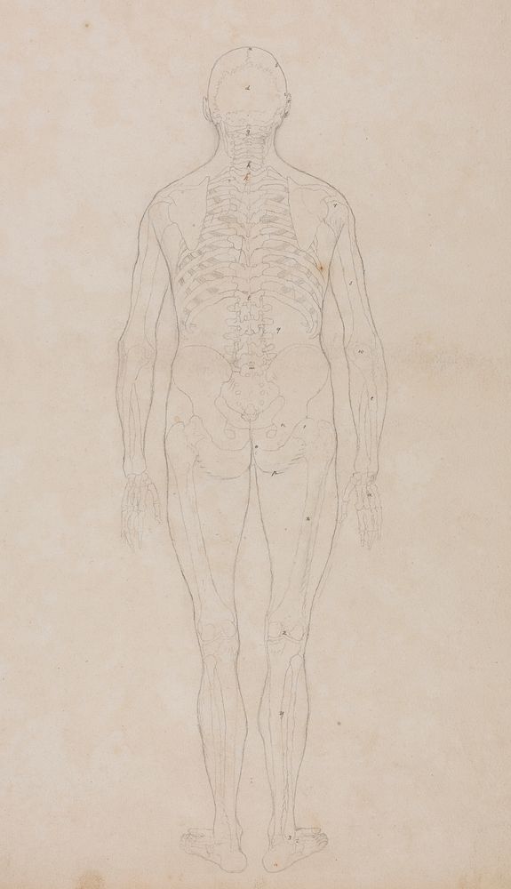 Human Figure, Posterior View by George Biology Diagrams