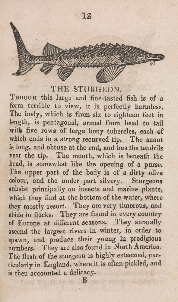 A natural history of fishes : forty engravings on wood.