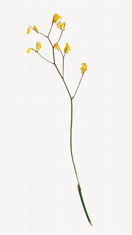 Yellow flower isolated image