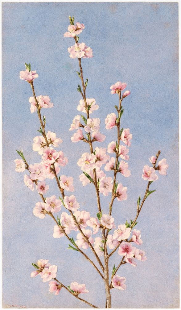 Peach Blossoms