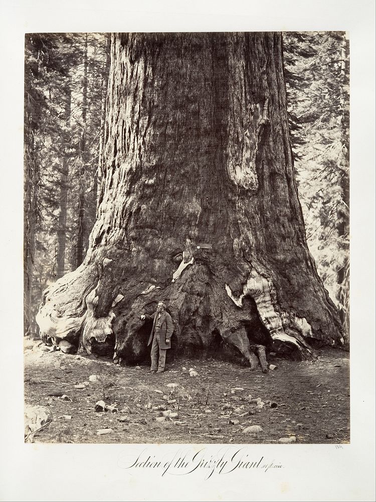 Section of the Grizzly Giant, 101 feet circumference by Carleton E. Watkins