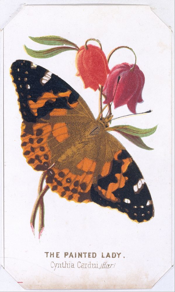 The Painted Lady from The Butterflies and Moths of America Part 2 