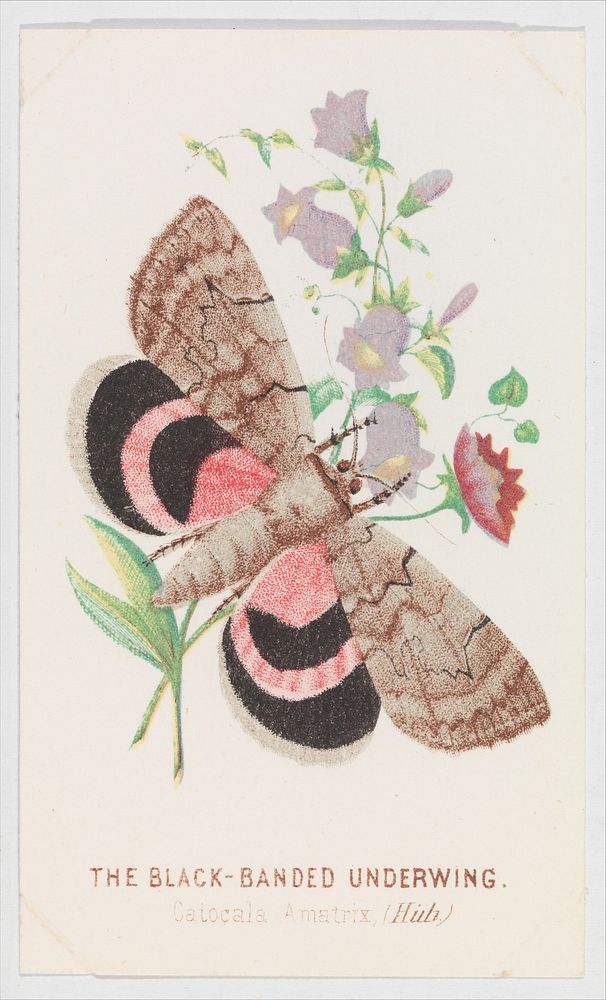 The Black-Banded Underwing from The Butterflies and Moths of America Part 2