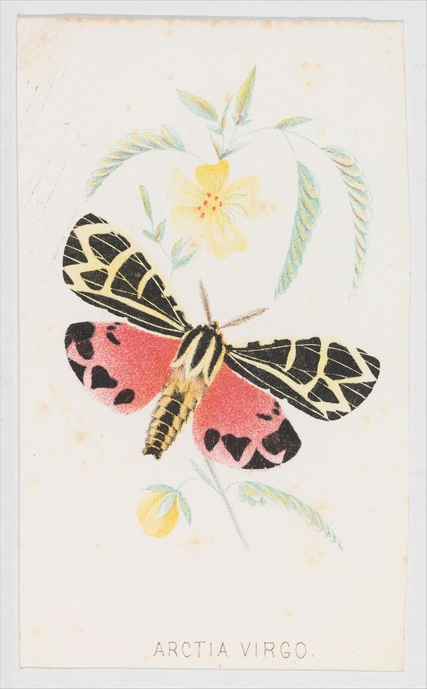 Arctia Virgo from The Butterflies and Moths of America Part 5