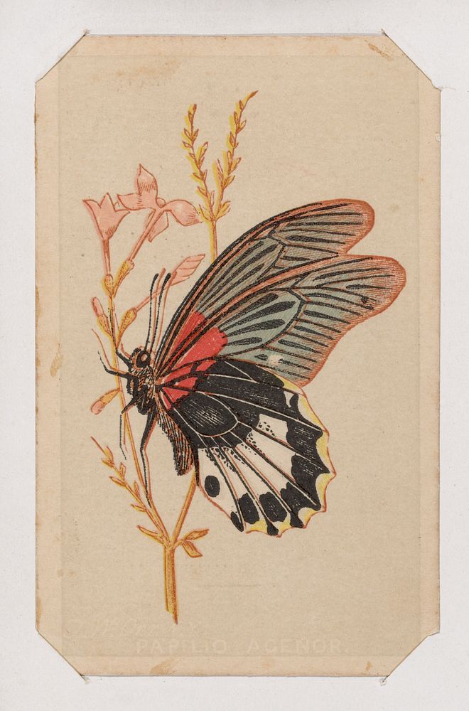 Butterfly card from the Butterflies and Moths of America series