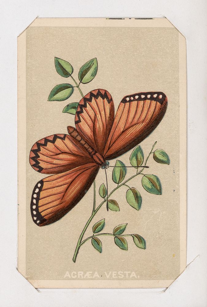 Acraea Vesta butterfly card from the Butterflies and Moths of America series