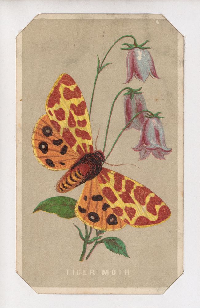 Tiger Moth card from the Butterflies and Moths of America series