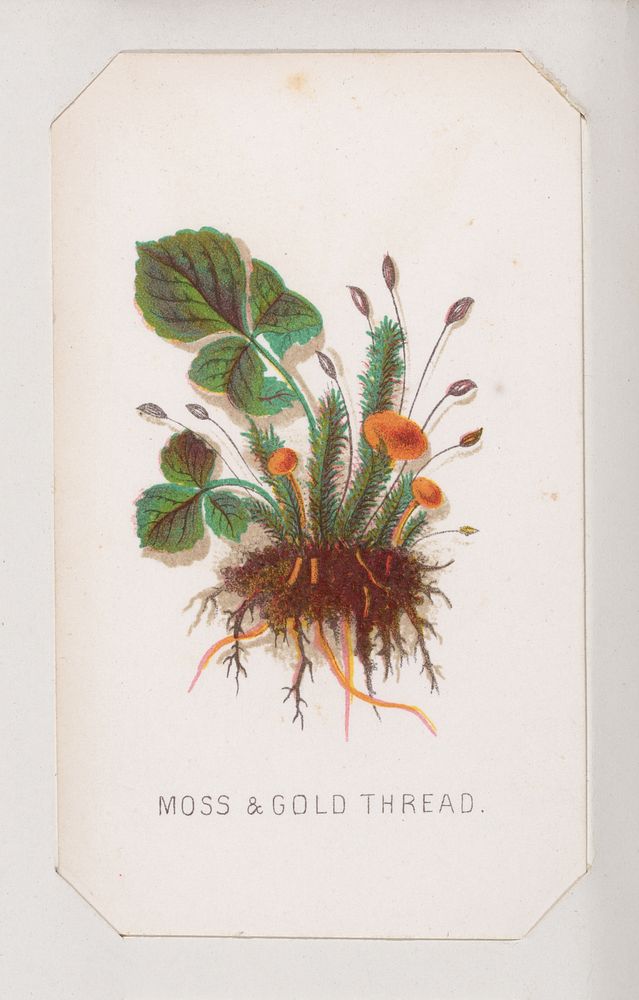 Moss & Gold Thread card from the Plant with Root series, Louis Prang & Co. (Boston, Massachusetts)