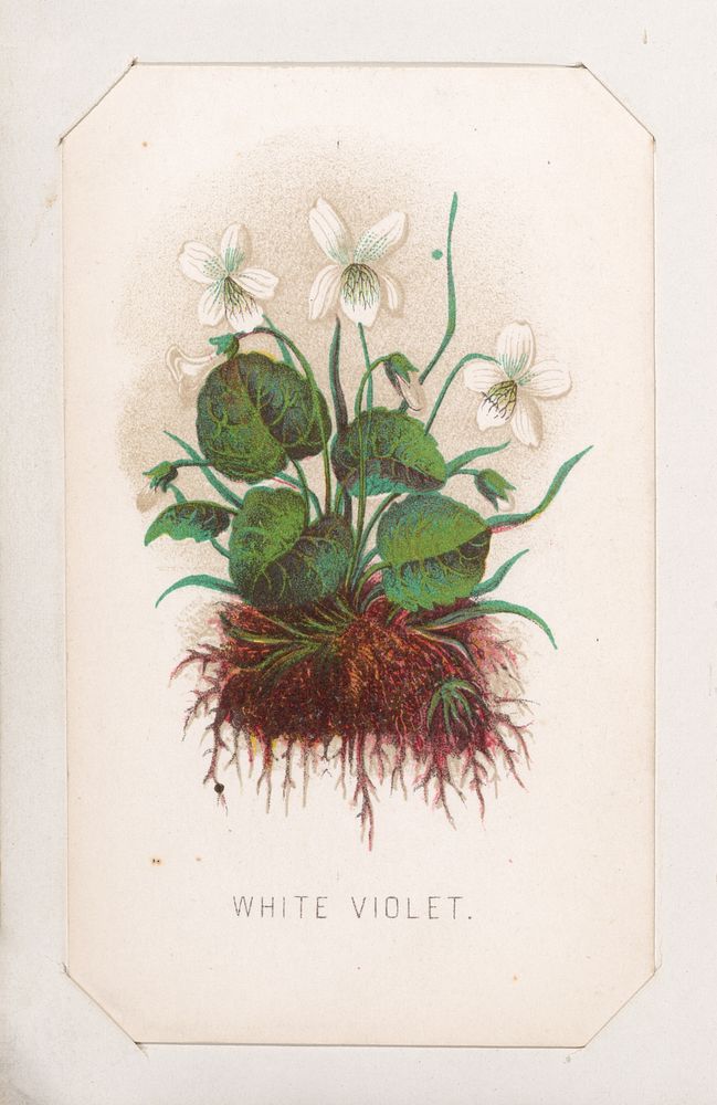 White Violet card from the Plant with Root series by Louis Prang & Co. (Boston, Massachusetts)