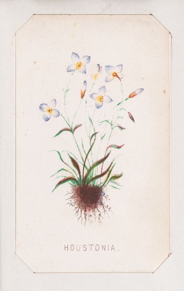Houstonia card from the Plant with Root series by Louis Prang & Co. (Boston, Massachusetts)