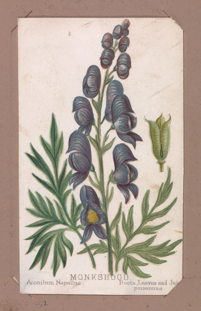 Monkshood from the Plants series