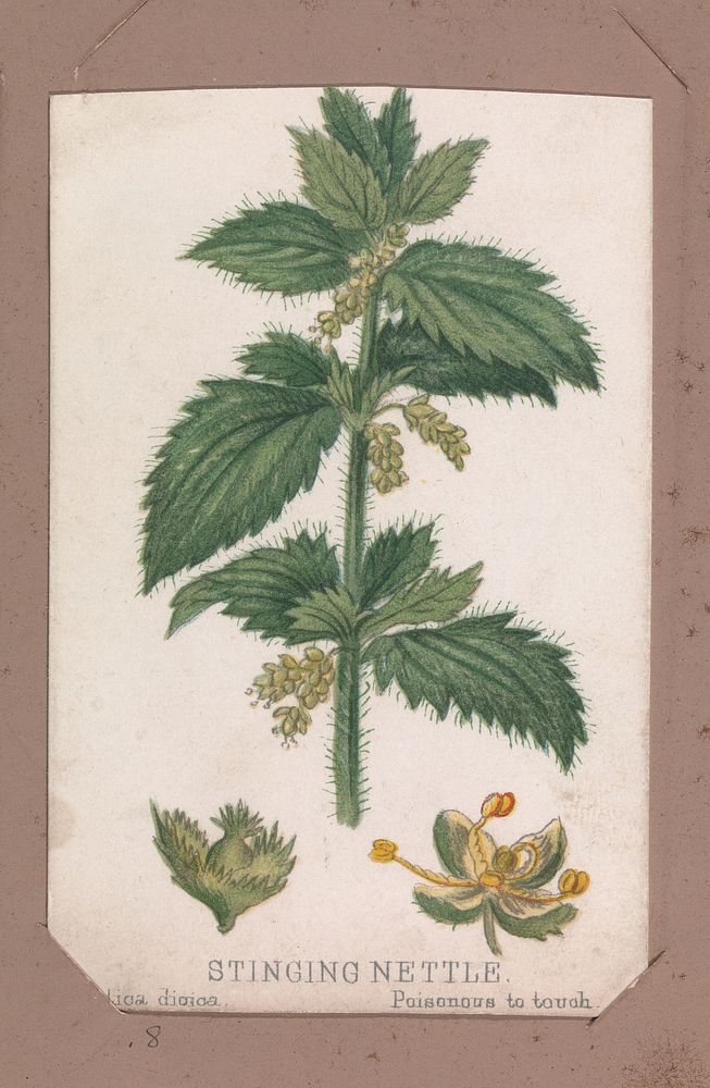 Stinging Nettle from the Plants series, Louis Prang & Co. (Boston, Massachusetts)