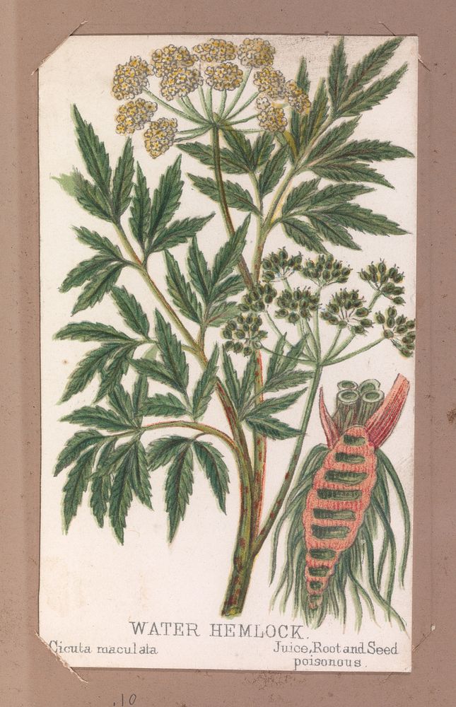 Water Hemlock from the Plants series, Louis Prang & Co. (Boston, Massachusetts)