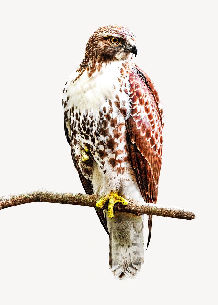 Hawk bird, isolated design