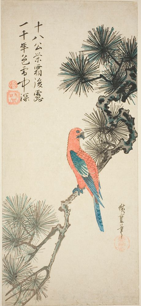 Macaw on a pine branch by Utagawa Hiroshige