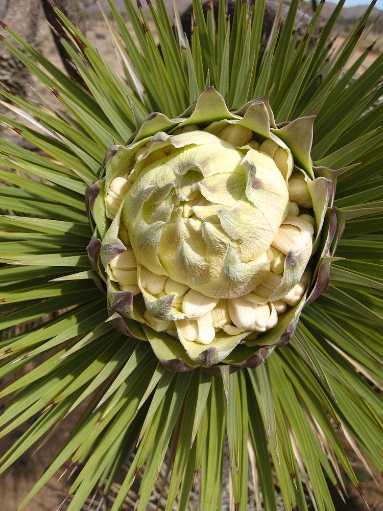 Joshua tree (Yucca brevifolia) flower bud