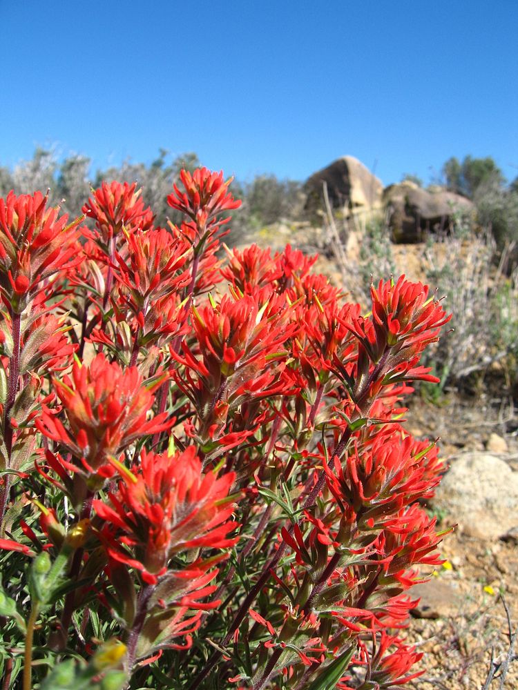 Northwesten Indian paintbrush (Catilleja angustifolia); Desert Queen Mine