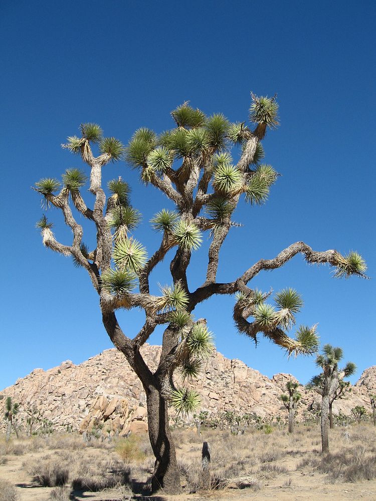 Joshua tree (Yucca brevifolia); Boy Scout Trail