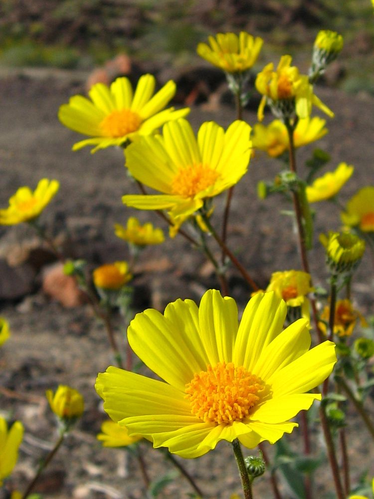 Hairy desert sunflower (Geraea canescens); Pinto Basin