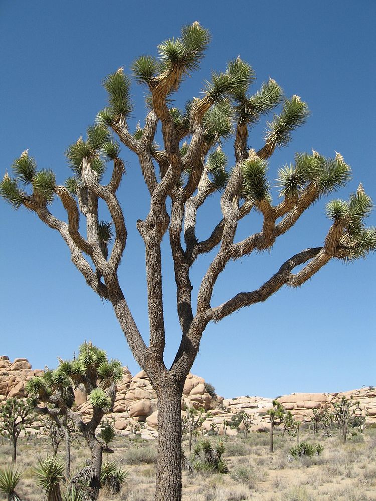 Joshua tree (Yucca brevifolia); Barker Dam Trail