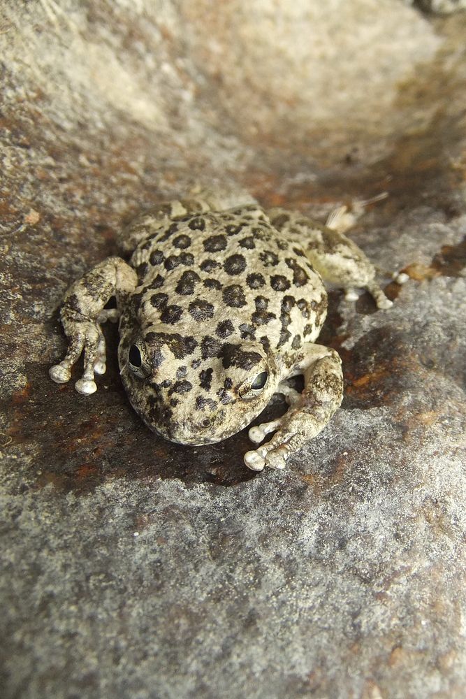 California tree frog (Pseudacris cadaverina); adult