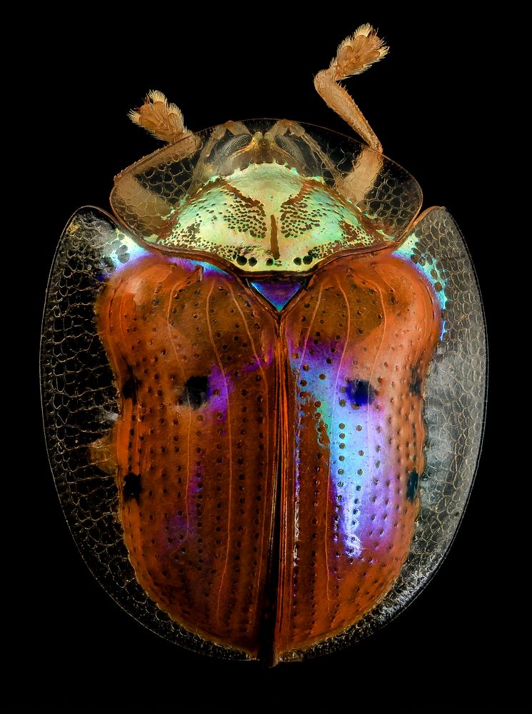 golden tortoise beetle, back, upper marlboro