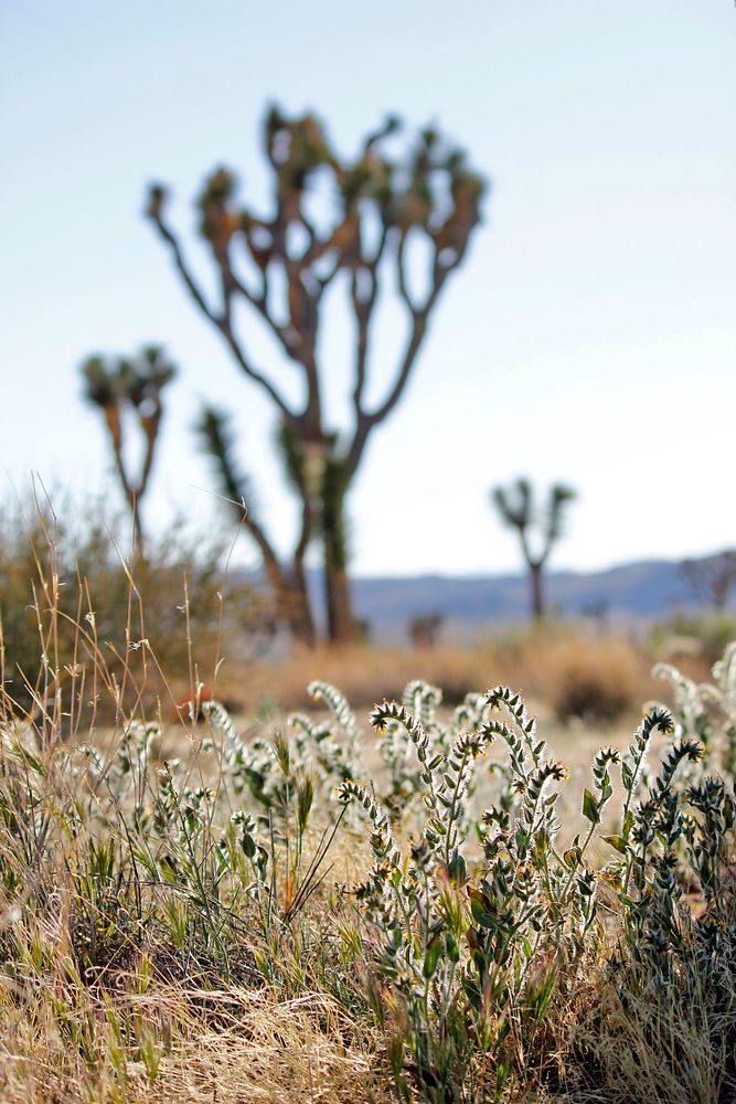 Desert fiddleneck (Amsinckia tessellata var. tessellata)NPS/Brad Sutton.