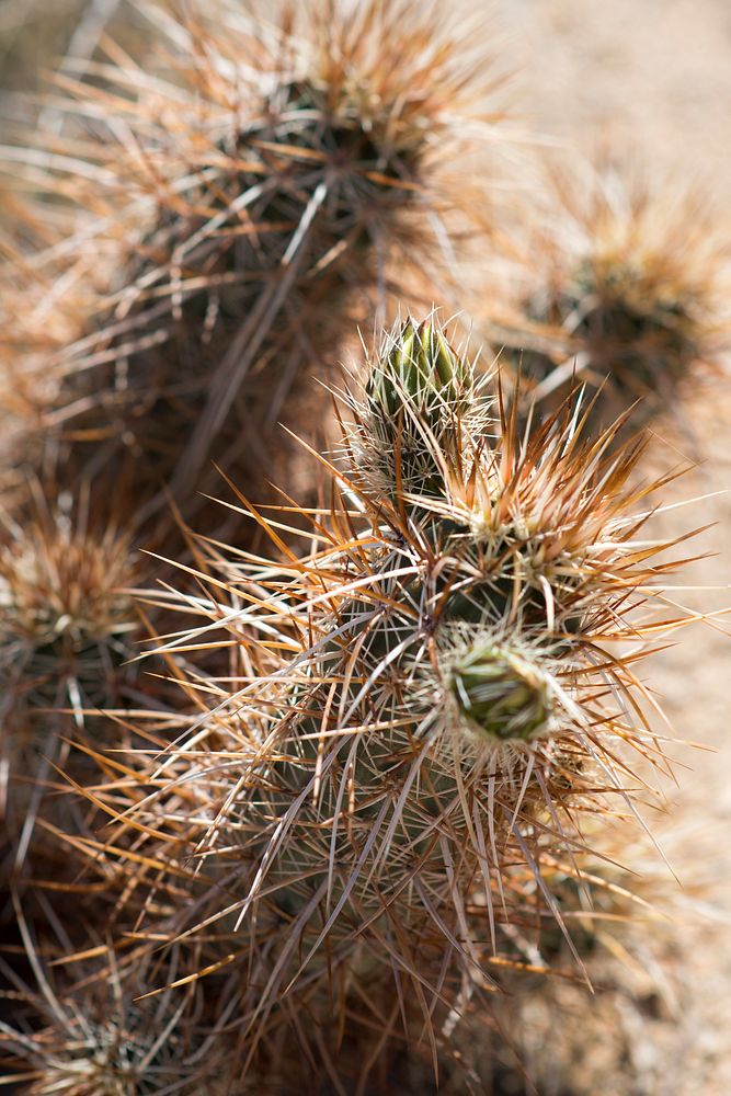 Hedgehog cactus (Echinocereus engelmannii)