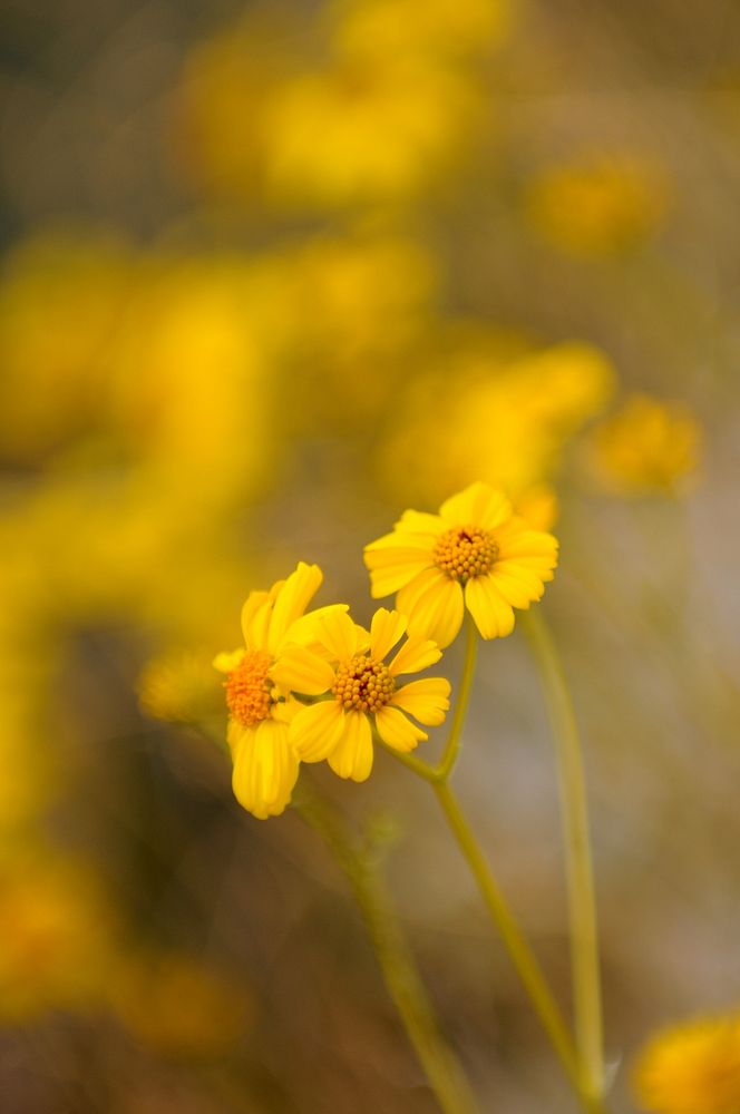 Brittlebush blossoms at Oasis Visitor Center