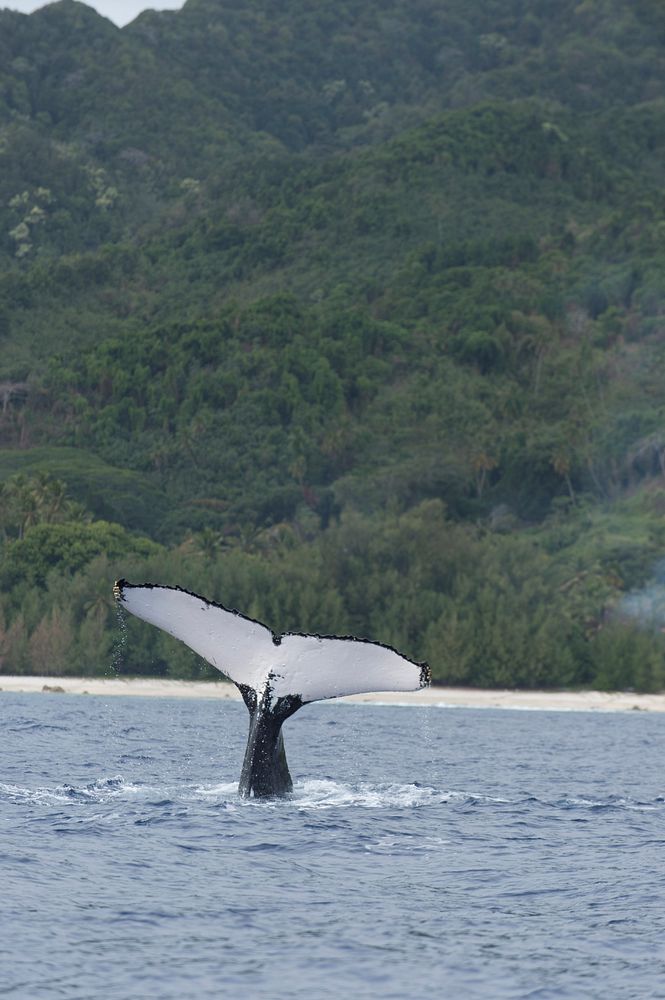 Whale Research in Rarotonga, September 1, 2015.Original public domain image from Flickr