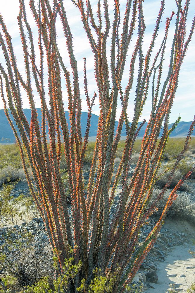 Ocotillo (Fouquieria splendens) leaves turning Free Photo rawpixel