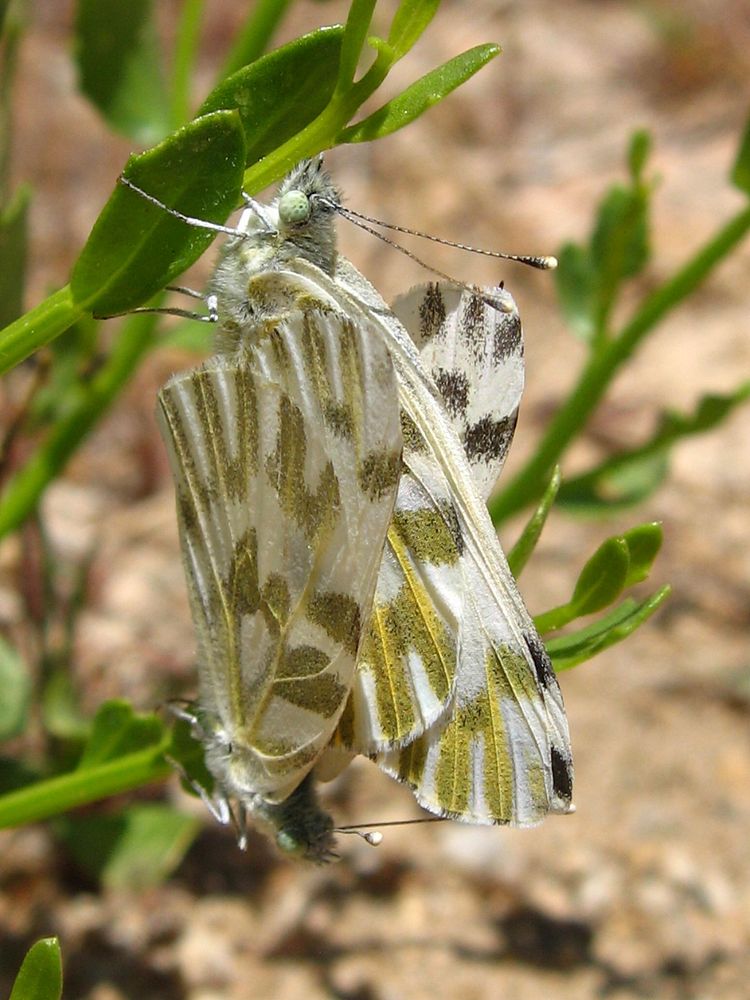 Becker's White Butterflies; Pontia beckerii