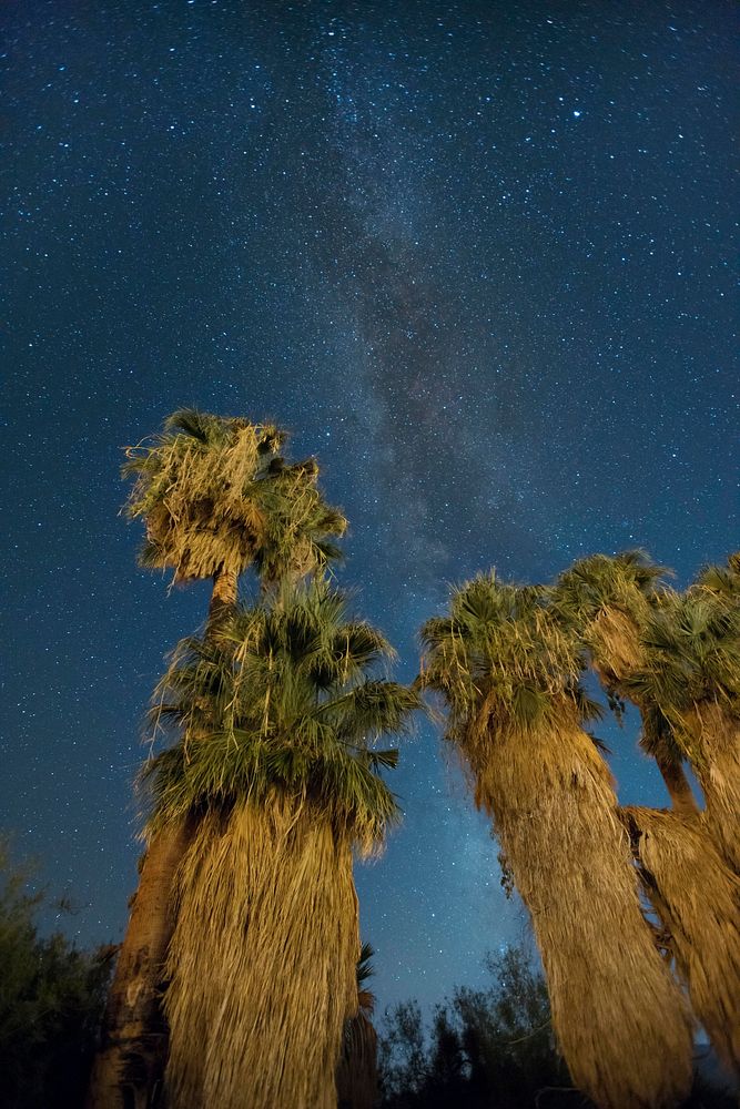 Palm trees at the Oasis of Mara at night