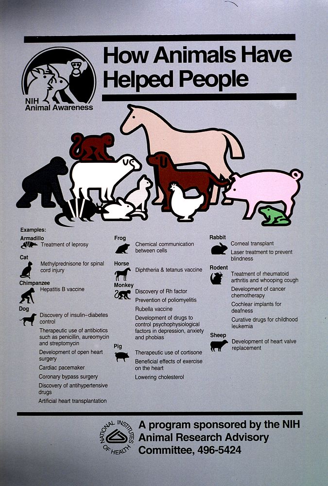 How animals have helped people. An armadillo, a cat, a chimpanzee, a dog, a frog, a horse, a monkey, a pig, a rabbit, a…
