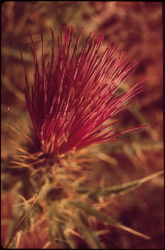 Thistle Grows in Upper Water Canyon, Named for the Spring of Pure Water It Contains, a Rarity in This Dry Area, 05/1972.…