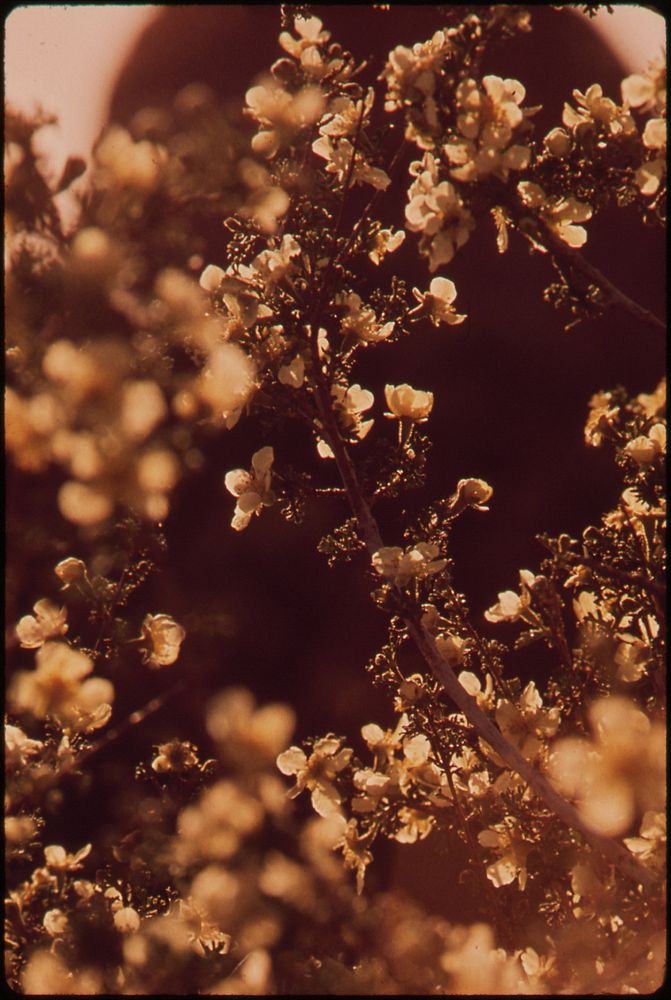 Cliff Roses, 05/1972. Original public domain image from Flickr