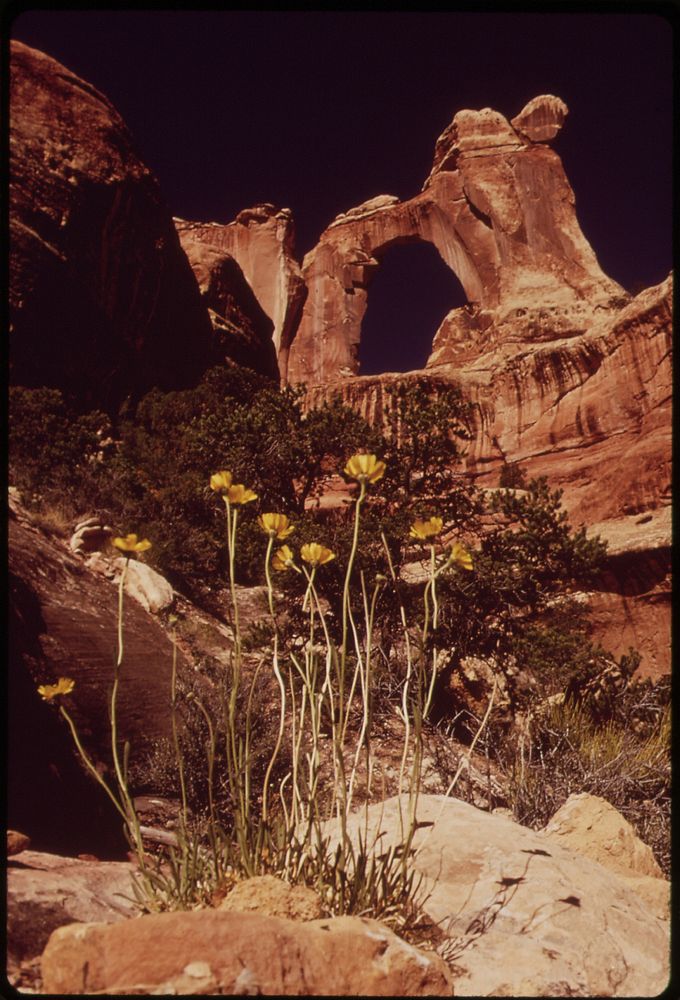 Narrow - Leaf Yacca and Angel Arch, 05/1972. Original public domain image from Flickr