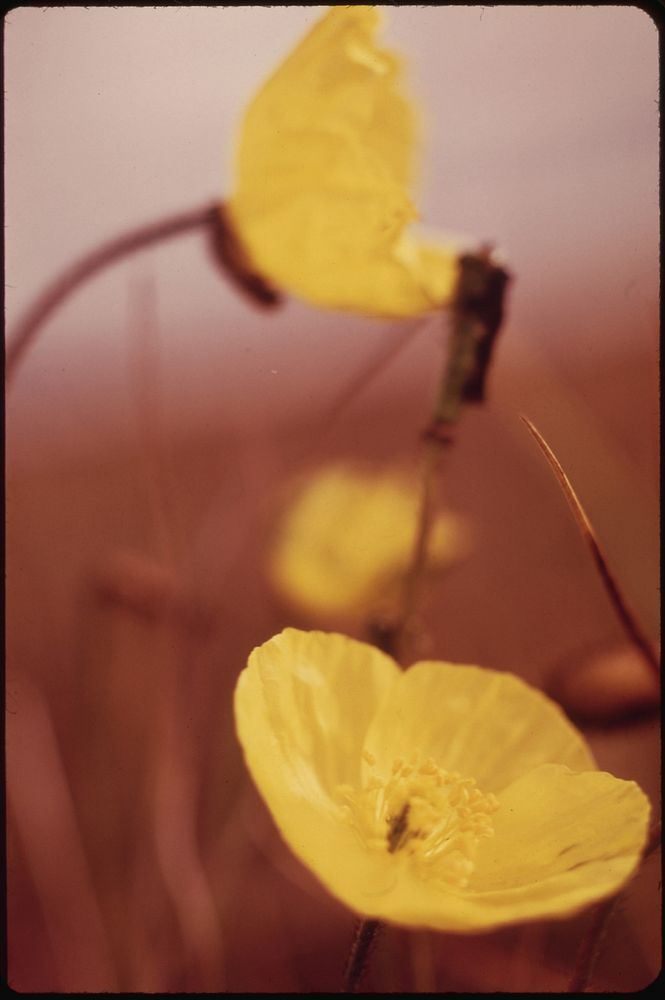 Northern Buttercups, Very Common Wildflower Found Along the Entire Route in Alpine and Arctic Areas 08/1973. Photographer:…