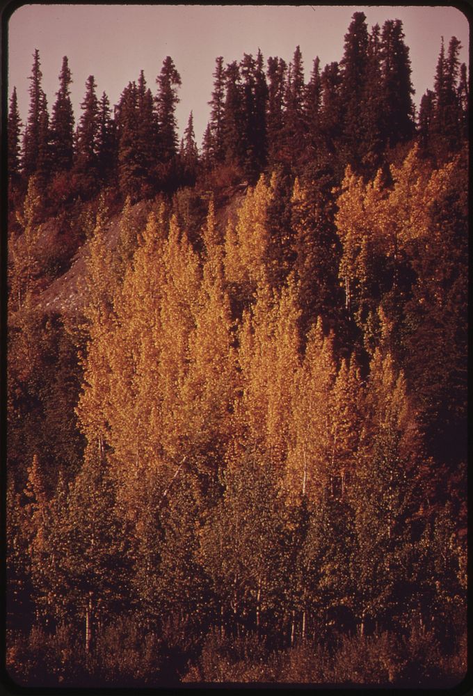 Aspen, Birch and Spruce Are Characteristic of This Region 08/1973. Photographer: Cowals, Dennis. Original public domain…