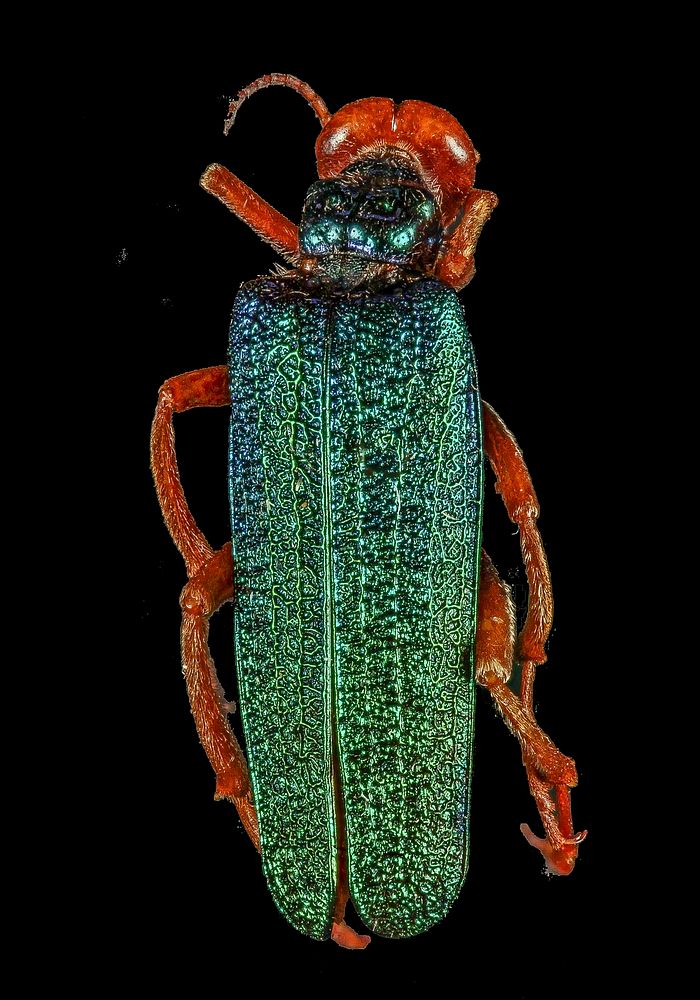 Green crackalure beetle3