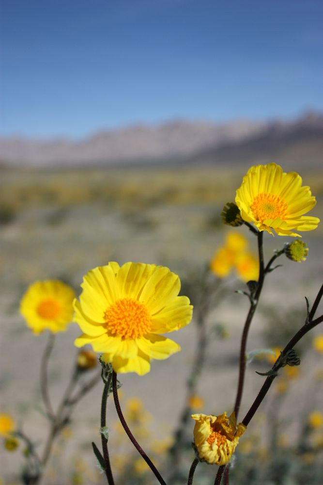 Desert Gold Bloom Near Eagle Mountain