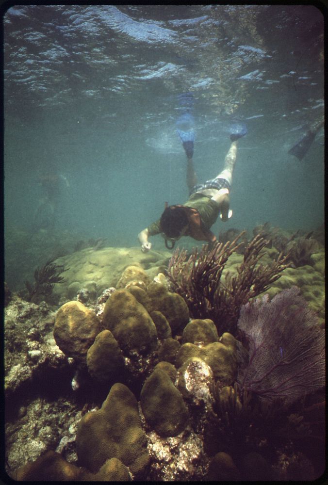 A Snorkeler Observes the Coral and Sea Life at the John Pennekamp Coral Reef State Park near Key Largo. Water Clarity Has…