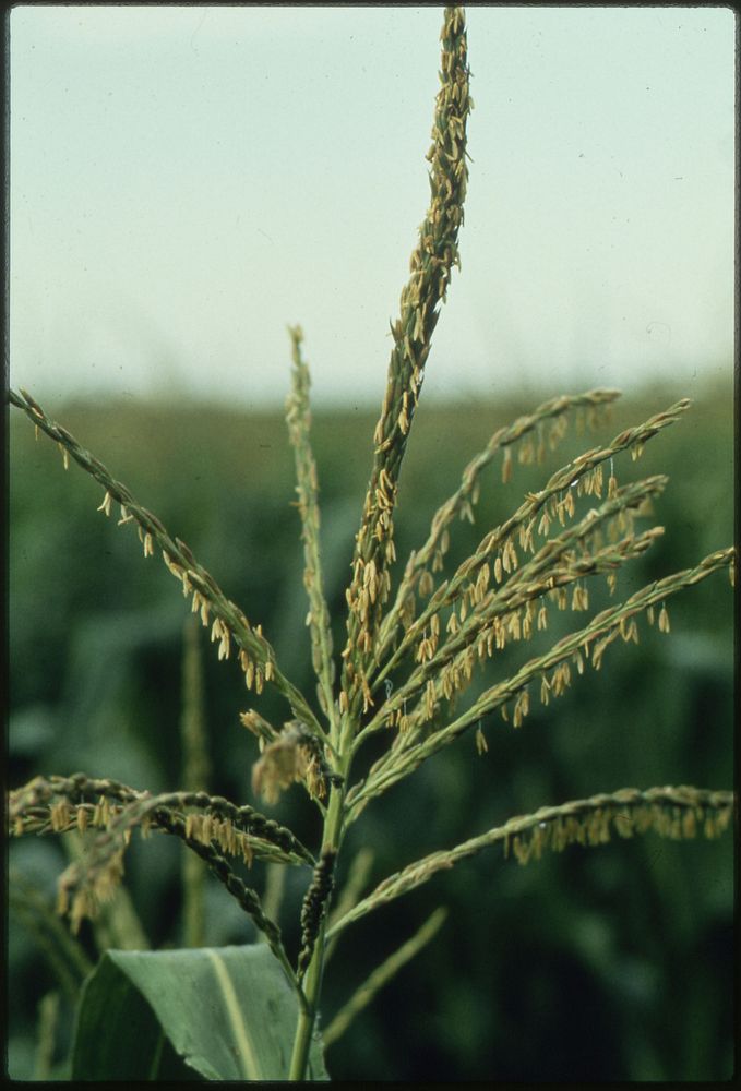 Closeup of the Tassel on a Stalk of Corn on Farmland Within a 15-Mile Radius of New Ulm, Minnesota, County Seat Trading…