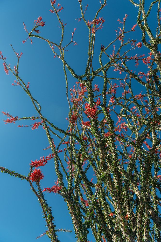 Flowering Ocotillo ((fouquieria splendens)NPS / Alessandra Puig-Santanared flowers grown atop of the spiny green stems of an…