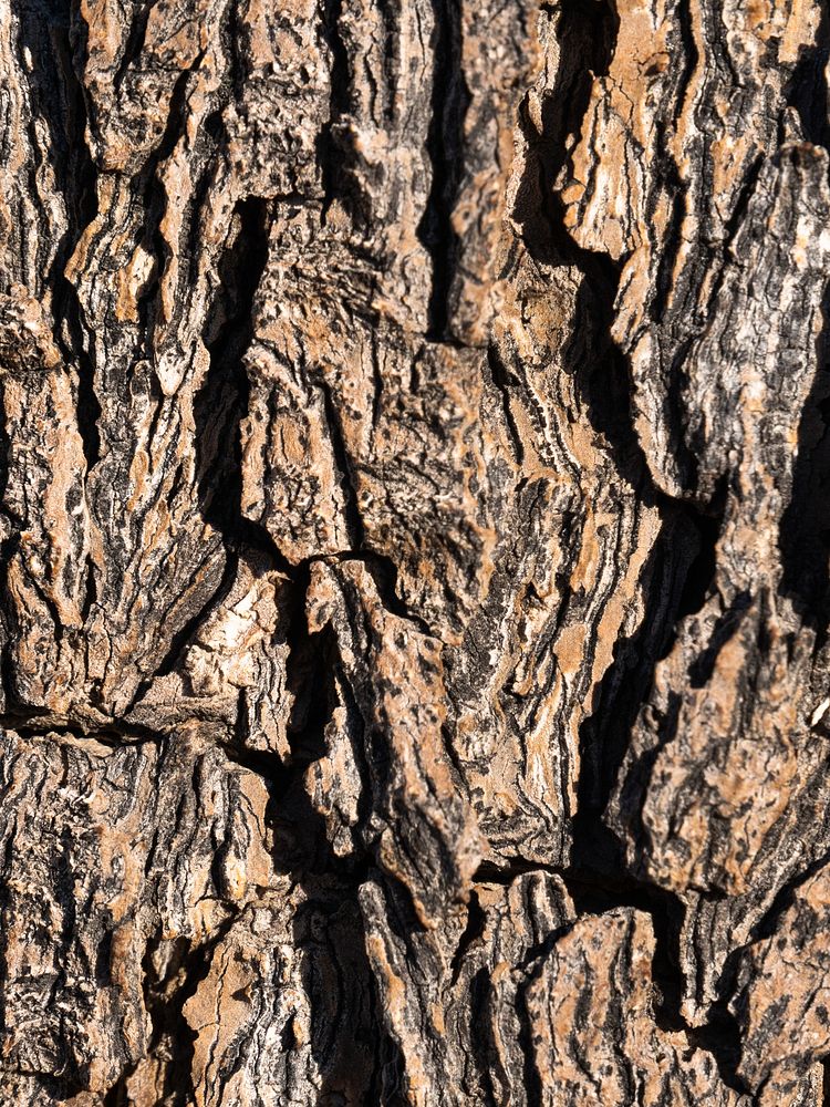 Joshua tree bark
