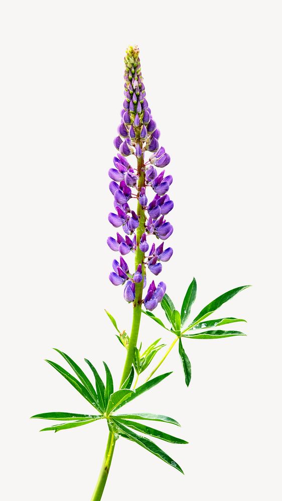 Lupine flower isolated design